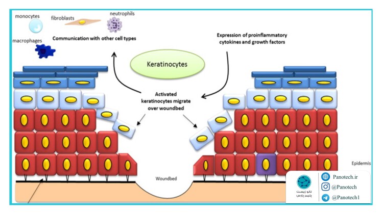 تنظیم سلول های کراتینوسیت در درمان زخم